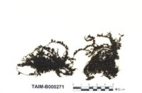 藏品(日本簑苔)的圖片